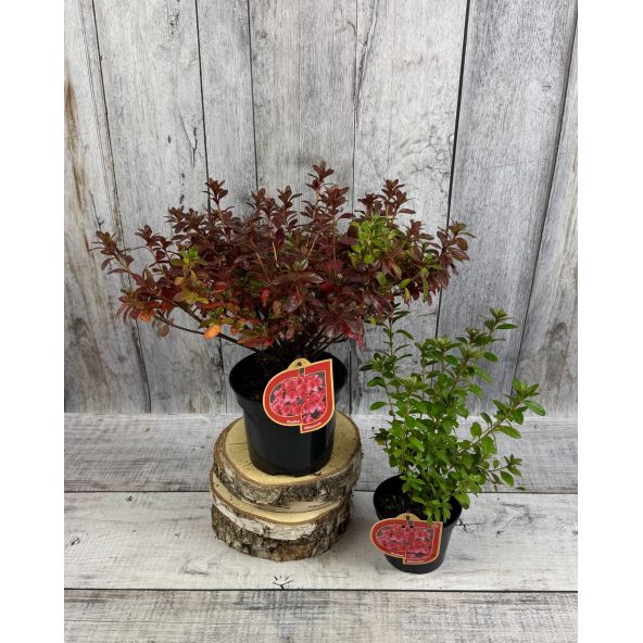 Rhododendron obtusum - azalia tępolistna
azalia tępolistna (obtusum)