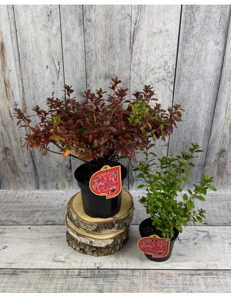 Rhododendron obtusum - azalia tępolistna
azalia tępolistna (obtusum)