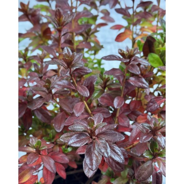 Rhododendron obtusum - azalia tępolistna
azalia tępolistna (obtusum)