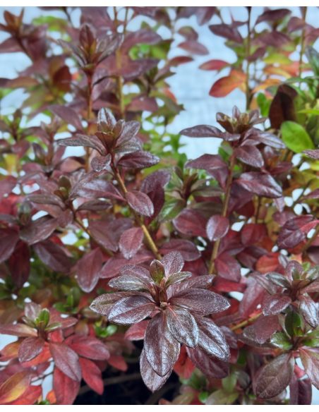Rhododendron obtusum - azalia tępolistna
azalia tępolistna (obtusum)