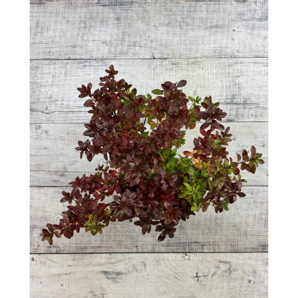 Rhododendron obtusum - azalia tępolistna
azalia tępolistna (obtusum)