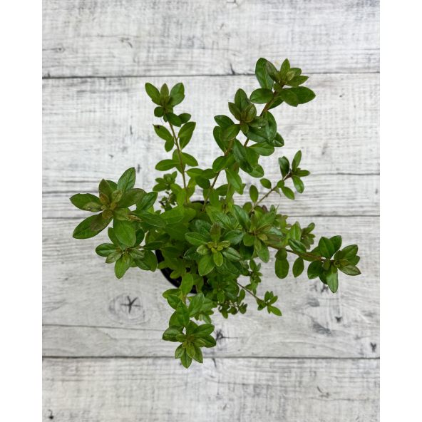 Rhododendron obtusum - azalia tępolistna
azalia tępolistna (obtusum)