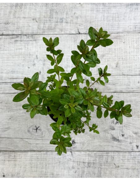 Rhododendron obtusum - azalia tępolistna
azalia tępolistna (obtusum)