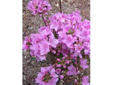 'Otava' - azalia japońśka
Rhododendron 'Otava'