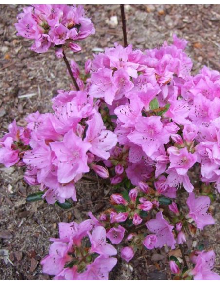 'Otava' - azalia japońśka
Rhododendron 'Otava' 'Otava' - azalia japońśka
Rhododendron 'Otava'
