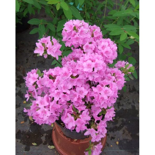 'Otava' - azalia japońśka
Rhododendron 'Otava'