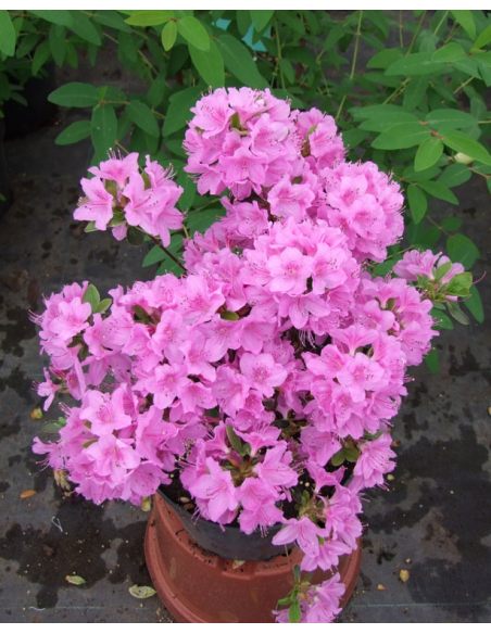 'Otava' - azalia japońśka
Rhododendron 'Otava' 'Otava' - azalia japońśka
Rhododendron 'Otava'
