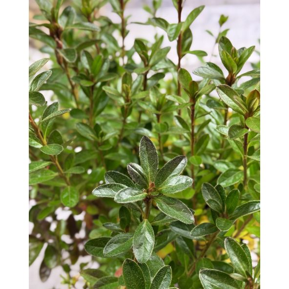'Otava' - azalia japońśka
Rhododendron 'Otava'