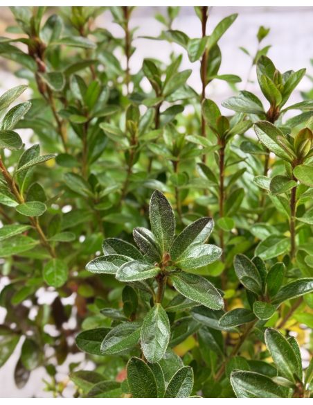 'Otava' - azalia japońśka
Rhododendron 'Otava' 'Otava' - azalia japońśka
Rhododendron 'Otava'