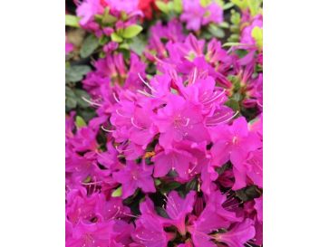 'Purpurtraum' - azalia japońśka
Rhododendron 'Purpurtraum'