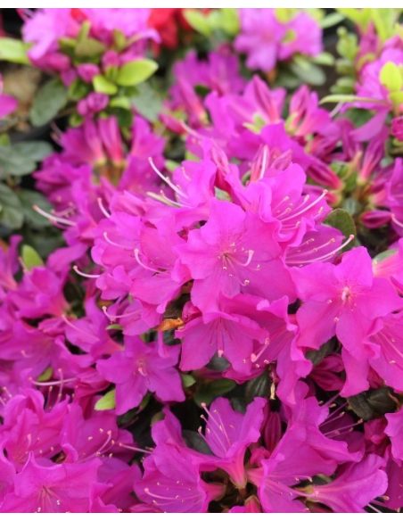 'Purpurtraum' - azalia japońśka
Rhododendron 'Purpurtraum'