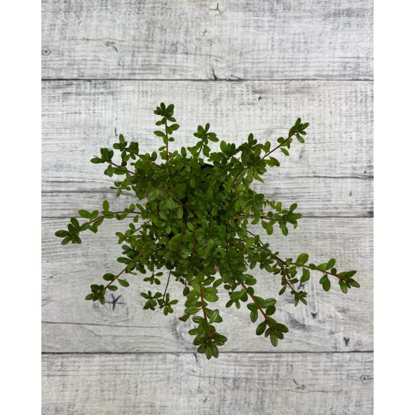 'Purpurtraum' - azalia japońśka
Rhododendron 'Purpurtraum'