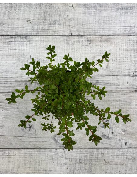 'Purpurtraum' - azalia japońśka
Rhododendron 'Purpurtraum'