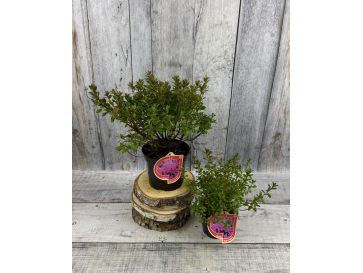 'Purpurtraum' - azalia japońśka
Rhododendron 'Purpurtraum' 2