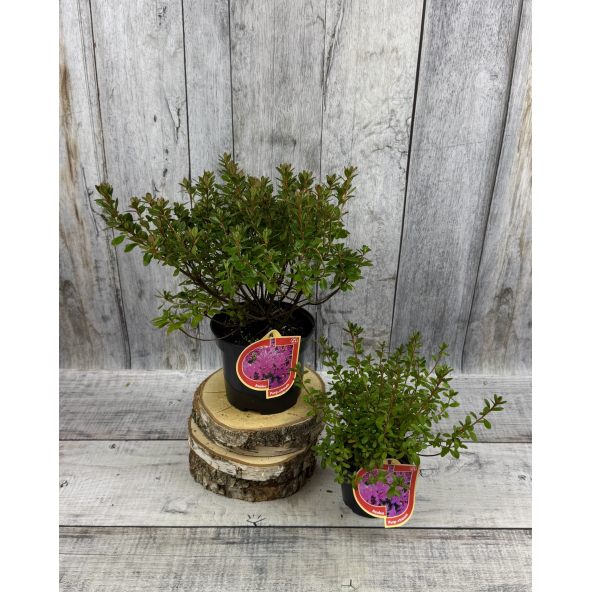 'Purpurtraum' - azalia japońśka
Rhododendron 'Purpurtraum'