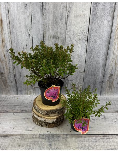 'Purpurtraum' - azalia japońśka
Rhododendron 'Purpurtraum'