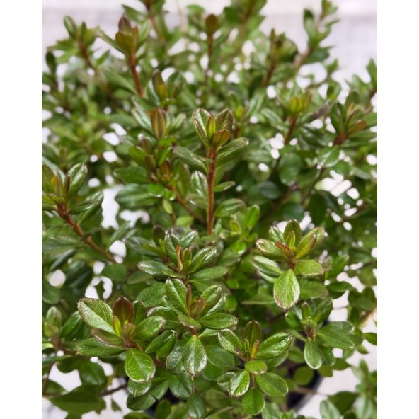 'Purpurtraum' - azalia japońśka
Rhododendron 'Purpurtraum'