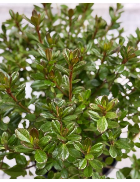 'Purpurtraum' - azalia japońśka
Rhododendron 'Purpurtraum'