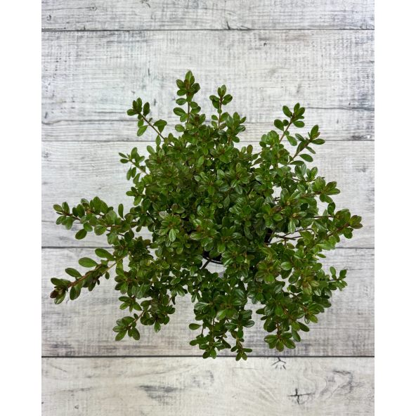 'Purpurtraum' - azalia japońśka
Rhododendron 'Purpurtraum'