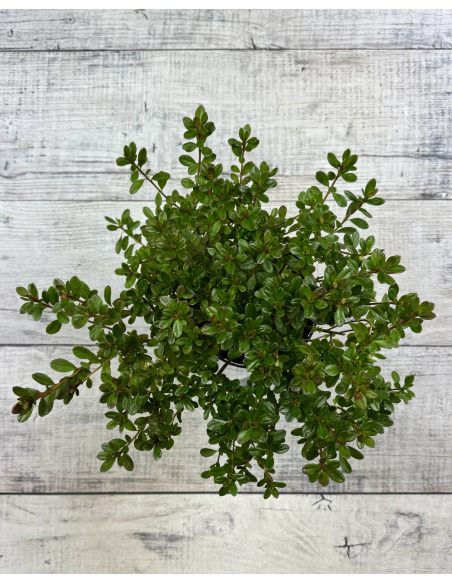 'Purpurtraum' - azalia japońśka
Rhododendron 'Purpurtraum'