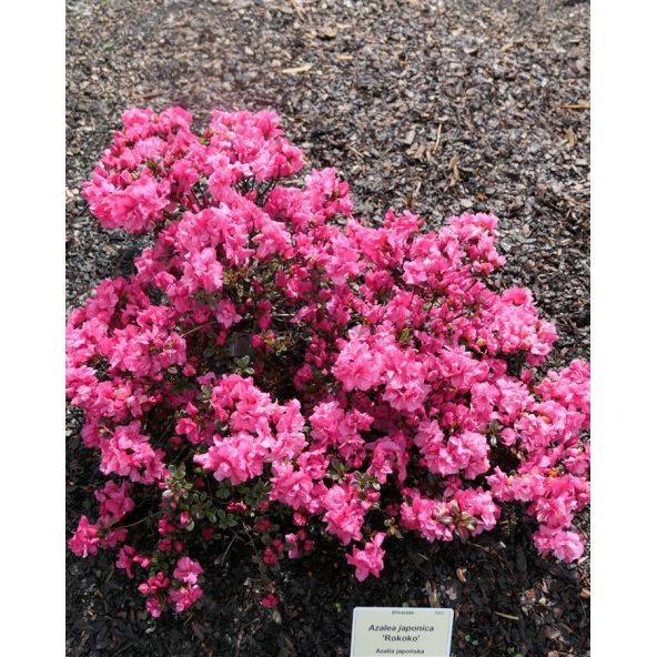 'Rokoko' - azalia japońska
Rhododendron 'Rokoko'