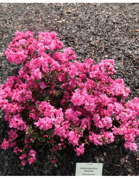 'Rokoko' - azalia japońska
Rhododendron 'Rokoko'