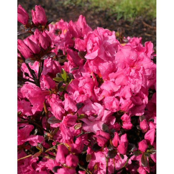 'Rokoko' - azalia japońska
Rhododendron 'Rokoko'