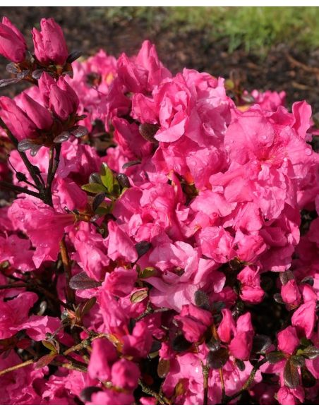 'Rokoko' - azalia japońska
Rhododendron 'Rokoko'