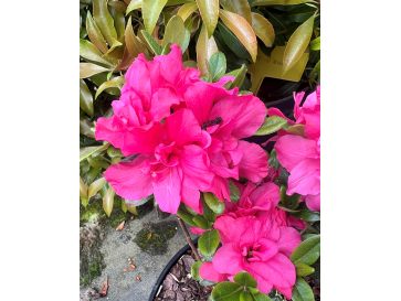 'Rokoko' - azalia japońska
Rhododendron 'Rokoko'