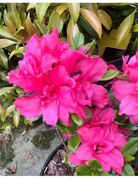 'Rokoko' - azalia japońska
Rhododendron 'Rokoko'