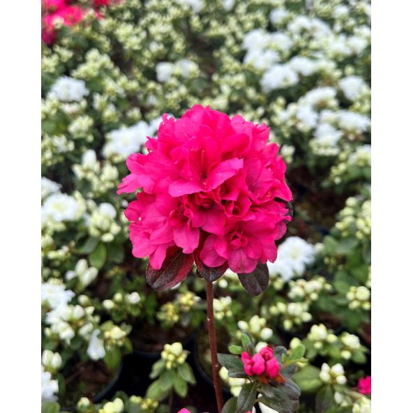 'Rokoko' - azalia japońska
Rhododendron 'Rokoko'