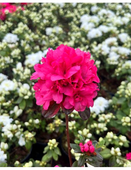 'Rokoko' - azalia japońska
Rhododendron 'Rokoko'