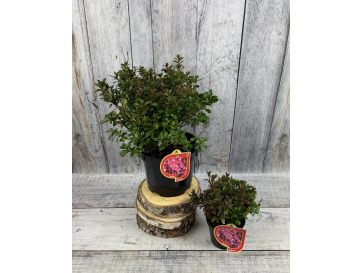 'Rokoko' - azalia japońska
Rhododendron 'Rokoko' 2