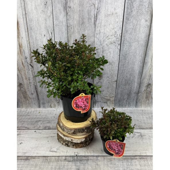 'Rokoko' - azalia japońska
Rhododendron 'Rokoko'