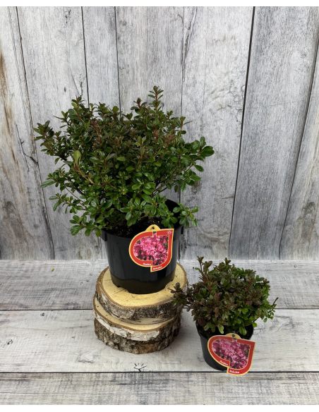 'Rokoko' - azalia japońska
Rhododendron 'Rokoko'