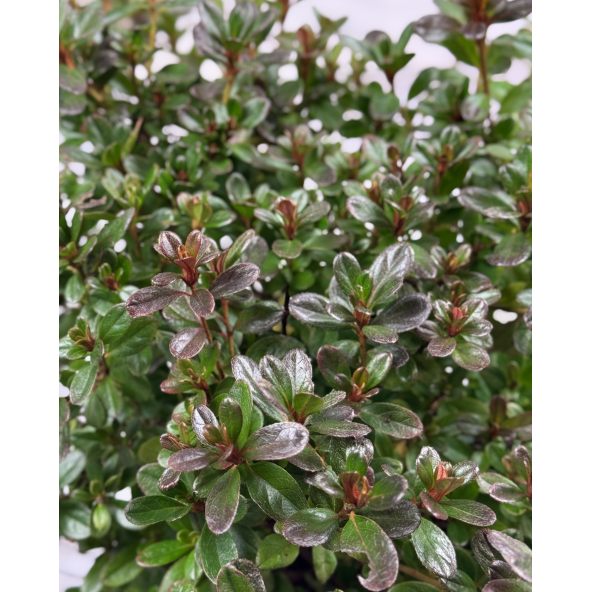 'Rokoko' - azalia japońska
Rhododendron 'Rokoko'