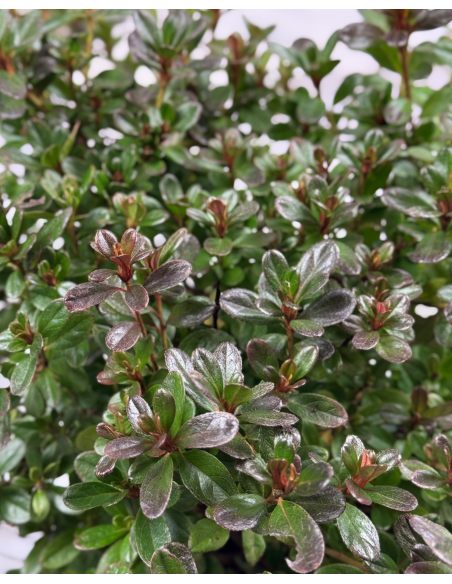 'Rokoko' - azalia japońska
Rhododendron 'Rokoko'