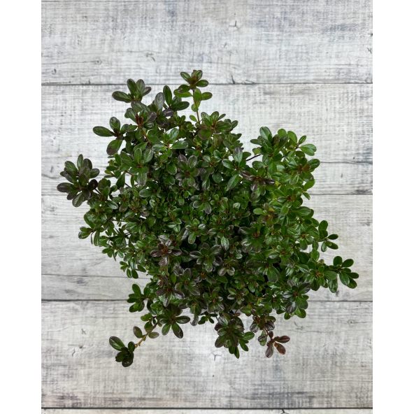 'Rokoko' - azalia japońska
Rhododendron 'Rokoko'