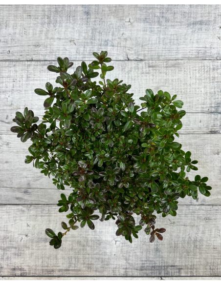 'Rokoko' - azalia japońska
Rhododendron 'Rokoko'