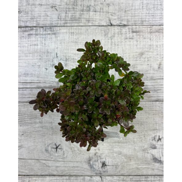 'Rokoko' - azalia japońska
Rhododendron 'Rokoko'