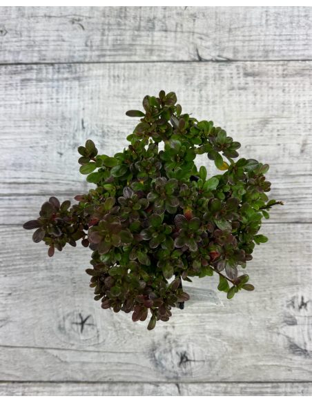 'Rokoko' - azalia japońska
Rhododendron 'Rokoko'