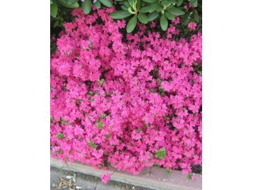 'Rubinetta' - azalia japońska
Rhododendron 'Rubinetta'