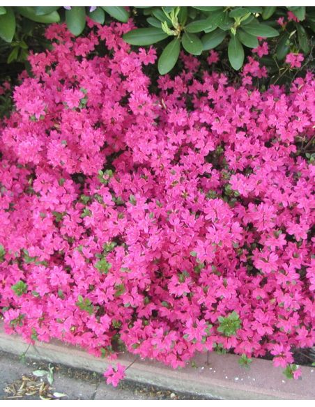 'Rubinetta' - azalia japońska
Rhododendron 'Rubinetta' 'Rubinetta' - azalia japońska
Rhododendron 'Rubinetta'