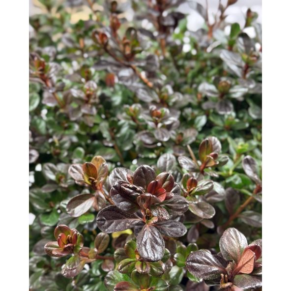 'Rubinetta' - azalia japońska
Rhododendron 'Rubinetta'