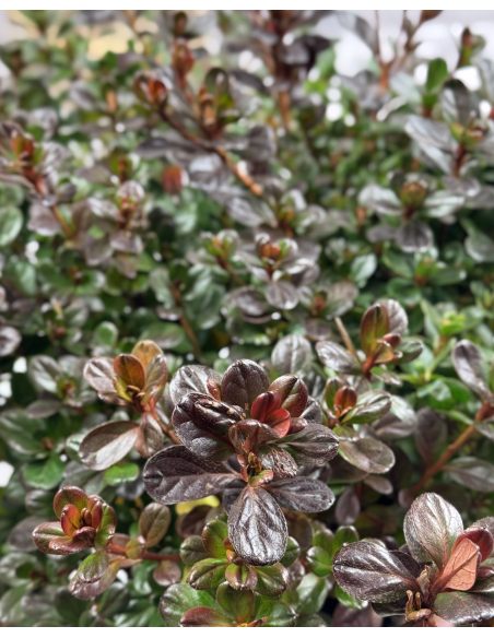 'Rubinetta' - azalia japońska
Rhododendron 'Rubinetta' 'Rubinetta' - azalia japońska
Rhododendron 'Rubinetta'