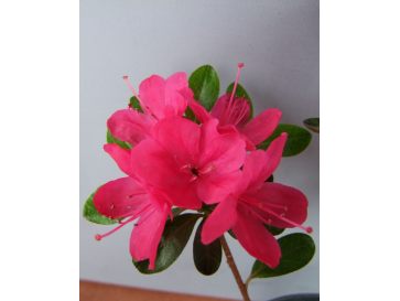 'Rubinstern' - azalia japońska
Rhododendron 'Rubinstern'