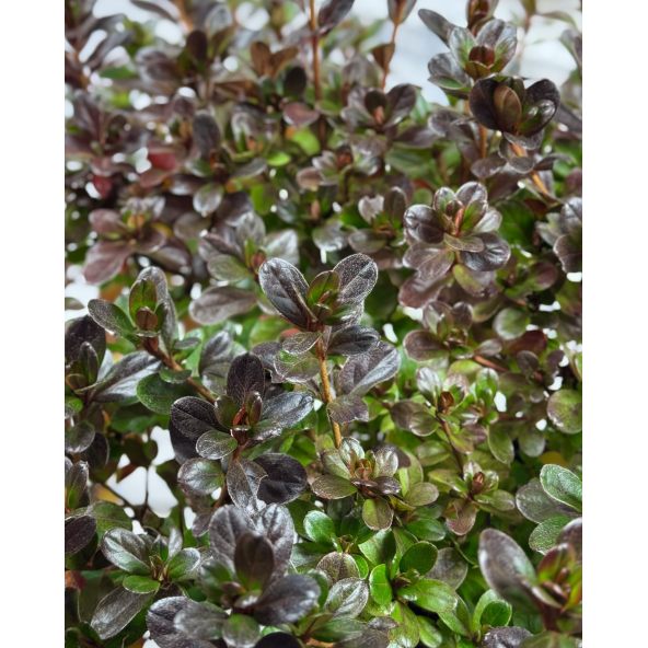 'Rubinstern' - azalia japońska
Rhododendron 'Rubinstern'