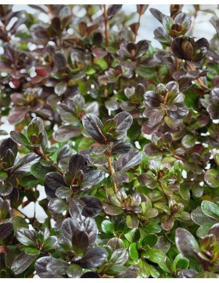 'Rubinstern' - azalia japońska
Rhododendron 'Rubinstern'