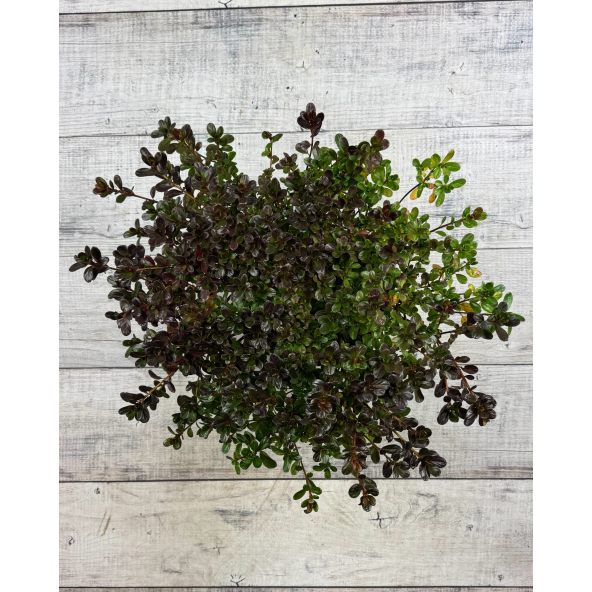 'Rubinstern' - azalia japońska
Rhododendron 'Rubinstern'