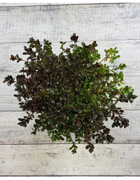 'Rubinstern' - azalia japońska
Rhododendron 'Rubinstern'